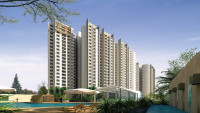 Real Estate Developer