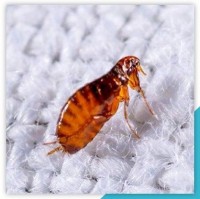 Flea Control Sydney