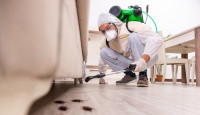 Mick's Pest Control Sydney