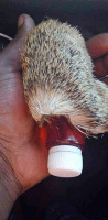 SANDAWANA OIL AND PRODUCTS FOR SALE+27 74 116 2667