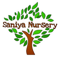 Online Plant Nursery In Bangalore