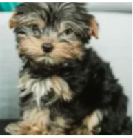 Mixes teacuP Puppies