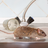 Olympia Pest Control Solutions