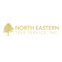 NorthEastern Tree