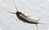 Silverfish Control Brisbane
