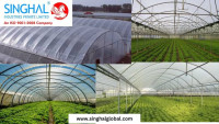 What are Greenhouse Films?