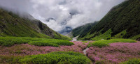 Valley of flowers: Detailed Itinerary