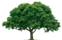 Tree Masters Tree Service