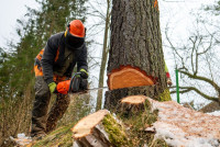 Eagle Tree Service