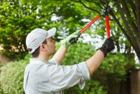 Lakeway Tree Service Pros