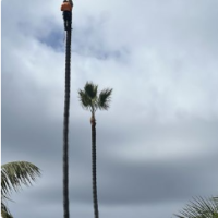 Arce's El Cajon Tree Service