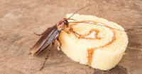 Frontline Cockroach Control Adelaide