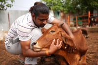Donate for Cows on This Holy Sawan Month