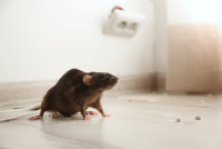 Peters Mice Control Adelaide