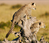 Discover the Best Africa Safari Tour Operator for Unforgettable Adventures