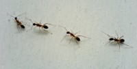 Ants Control Adelaide