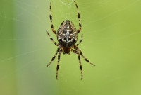 Exit Spider Control Melbourne