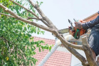 Arcadia Tree Services Pros