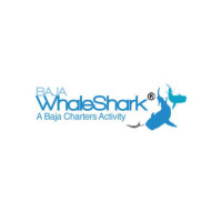 Swim with Whale Sharks: Private Tours with Baja Whale Shark (USA)