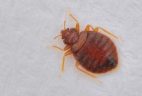 Bed Bug Control Perth