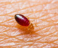 Local Bed Bugs Control Brisbane