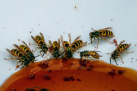 Orbit Pest Control