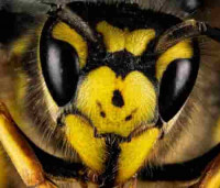 Bee Wasp Removal Canberra ACT