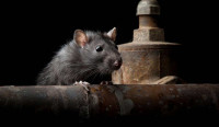 247 Rodent Control Melbourne