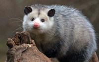 247 Possum Removal Melbourne