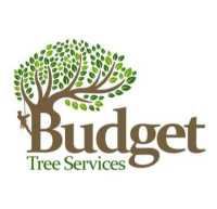 Budget Tree Removal | tree root removal in Brisbane