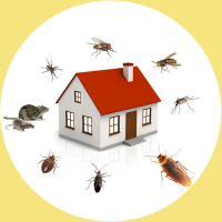 Exit Bed Bugs Control Adelaide SA