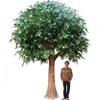 Silk Banyan Tree91