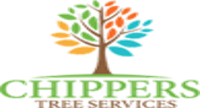 When Should You Remove a Tree from Your Yard?