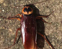 Cockroach Control Adelaide SA