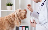 ElleVet Sciences promo Code