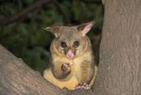 Possum Removal Canberra