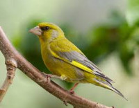 The Green Finch & Co