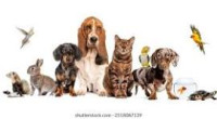Top-Notch Cat Grooming in Abu Dhabi with Mr. Pets