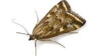 Moth Control Sydney