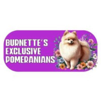 Burnette’s Exclusive Pomeranians