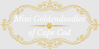 Mini Goldendoodles of Cape Cod LLC