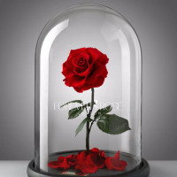 Forever Rose London - Best Florist in Dubai