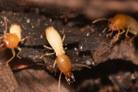 247 Termite Inspection Melbourne