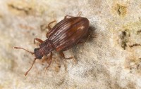 Beetle Control Adelaide