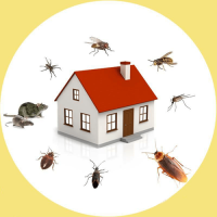 Best Pest Control Tarneit