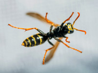 Frontline Wasp Removal Perth