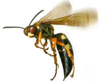 Bee Wasp Removal in Brisbane