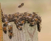Bee Wasp Removal Perth WA