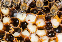Queen Honey Bee