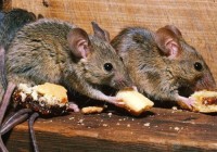 Pest Control Ballarat